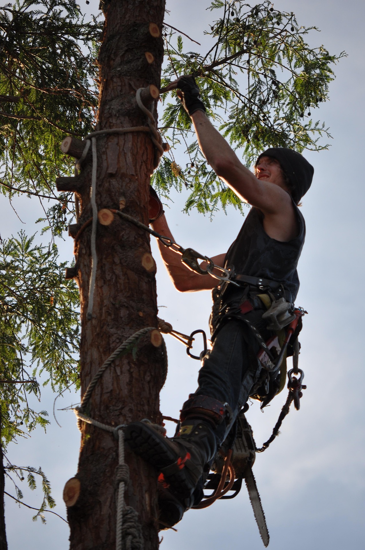 Cost of hiring an arborist